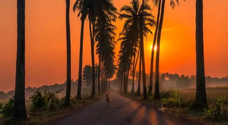 Parra Road — Tourist attraction near Redwings Studio Goa
